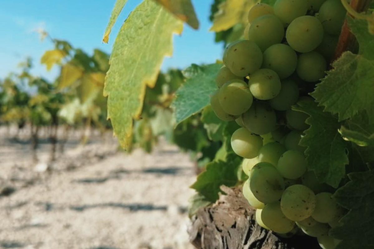 357530149_780306007235148_3252984930819072256_n-1