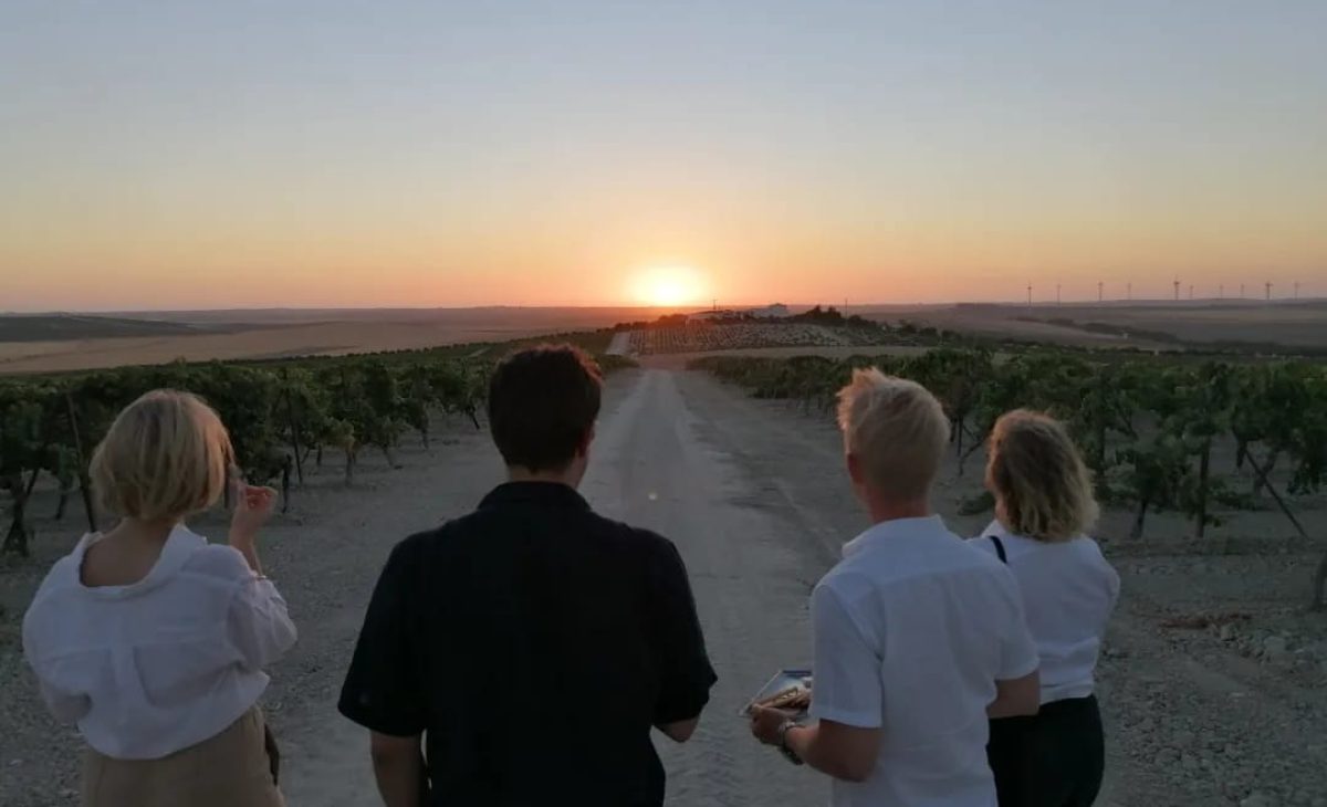 Atardecer en la viña